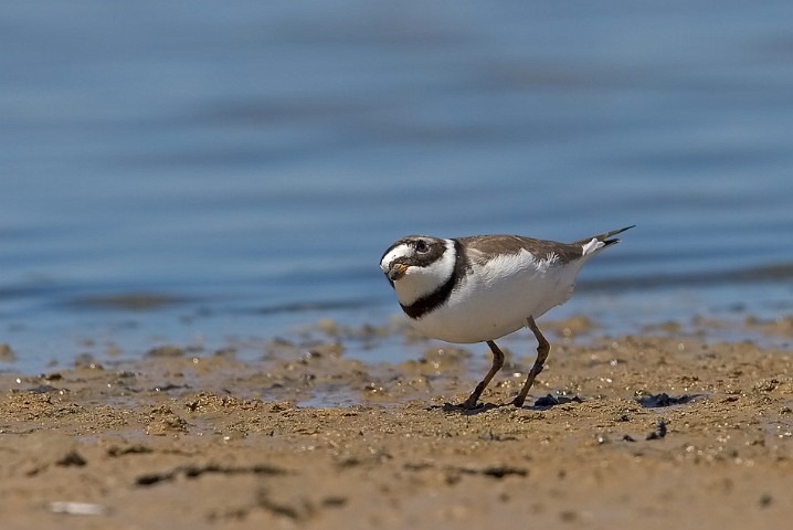 Sandregenpfeifer Charadrius hiaticula Great Ringed Plover
